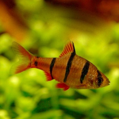 Barbus pentazona - Fiveband barb M